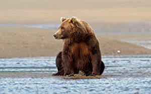 Картинка Медведи Бурые Медведи Мокрые животное