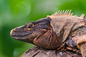 Фото Рептилии Игуаны Головы животное