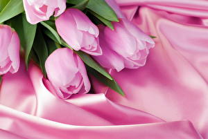 Обои Тюльпаны Розовая Цветы