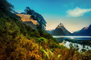 Фото Пейзаж Новая Зеландия Гора Кусты Milford Природа
