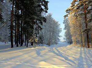 Фотографии Сезон года Зима Дороги Снеге Дерево Природа