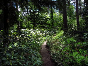 Картинка Сады Дерева Тропа Природа