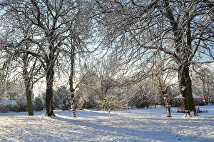 Фото Времена года Зима Снегу Дерево Ветка Природа