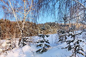 Картинки Сезон года Зима Снег Дерево Ветвь Береза Природа