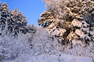 Картинка Времена года Зима Снег На ветке Природа