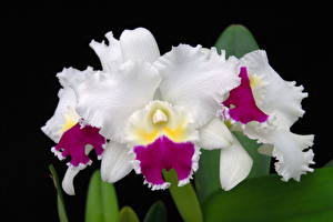 Фотографии Орхидея Белая Цветы