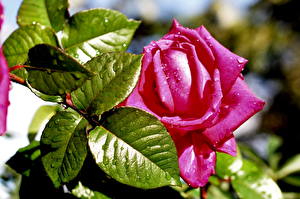 Фотография Розы Листья Влажные Капли цветок