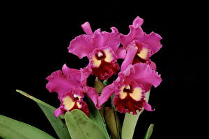 Картинки Орхидеи Фиолетовая цветок