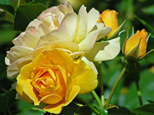 Обои Роза Желтая Цветы