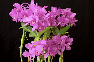 Обои Орхидея Фиолетовые цветок