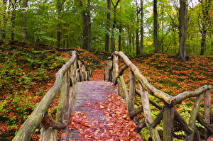 Фотографии Лес Мосты Осень Листья Природа