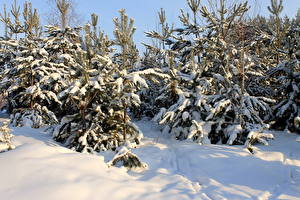 Фото Сезон года Зима Снег Деревьев Ели Природа