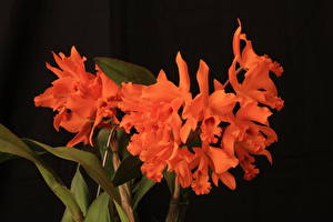 Фотография Орхидеи Оранжевые Цветы