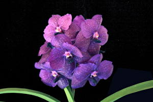 Картинки Орхидея Фиолетовых цветок