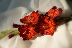 Фотографии Гладиолусы Красная цветок