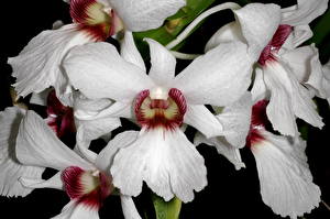 Фотография Орхидеи Белый Цветы