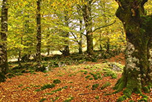 Фото Лес Осень Листья Ствол дерева Природа
