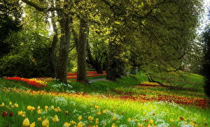 Фотография Сады Много Тюльпаны Голландия Лиссе Природа Цветы