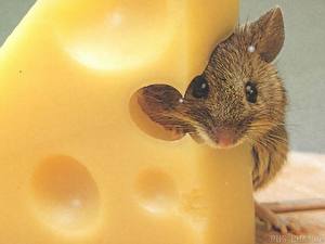 Фото Грызуны Хомяки животное