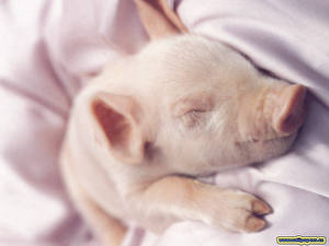 Картинки Домашняя свинья Животные