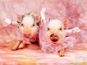 Фотография Домашняя свинья животное