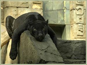 Фото Большие кошки Пантеры