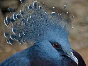 Фотография Птица Экзотические Животные