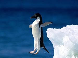 Картинки Пингвины В прыжке