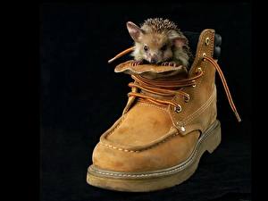 Обои для рабочего стола Ежи Черный фон Ботинки животное