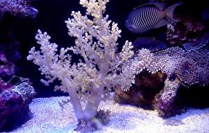 Картинка Подводный мир Кораллы Животные