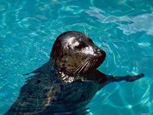 Фотографии Тюлени животное