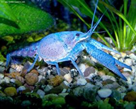 Картинки Членистоногие