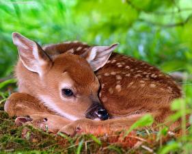 Обои Олени Животные