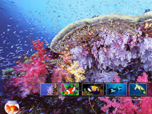 Фотография Подводный мир Кораллы животное