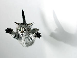 Фотография Кошка Котенок Белом фоне животное