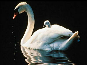 Обои Птицы Лебедь На черном фоне животное
