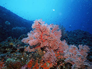Обои Подводный мир Кораллы животное
