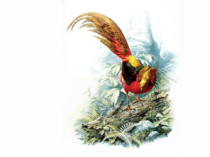 Картинки Птицы Экзотические Белым фоном Животные