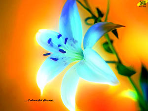 Фото Лилия Крупным планом Голубой Цветы