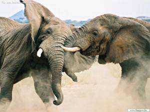 Фотография Слоны животное