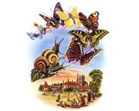 Картинка Бабочки Улитки Белый фон животное