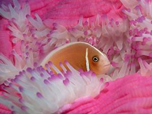 Обои Подводный мир Рыбы Животные