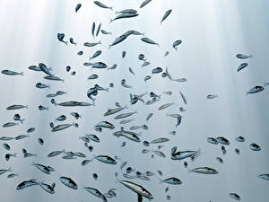 Фотографии Подводный мир Рыбы Животные