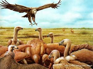 Картинка Птица Гриф животное