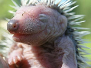 Фотография Ежики Детеныши животное