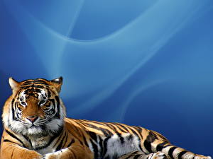 Картинки Большие кошки Тигр Цветной фон Животные