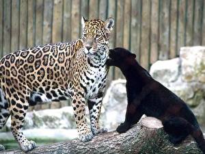 Обои Большие кошки Пантеры Ягуары животное