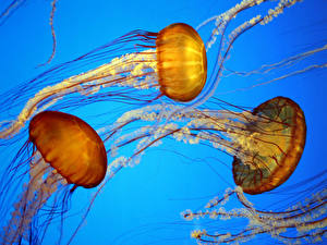 Картинка Подводный мир Медузы животное