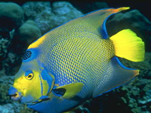 Фото Подводный мир Рыбы животное