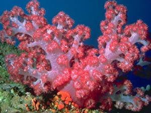 Картинка Подводный мир Кораллы животное